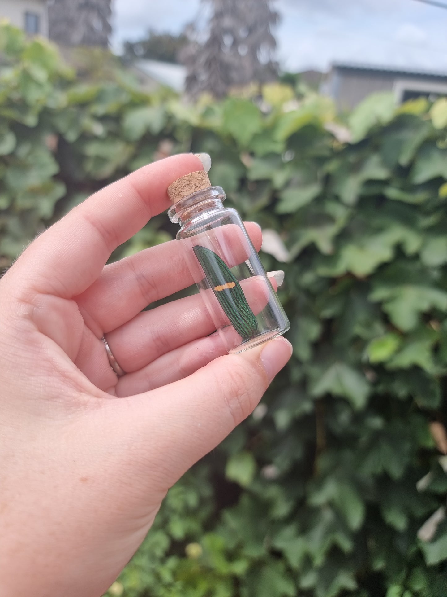 Jewel Beetle Wing Jar Medium #1