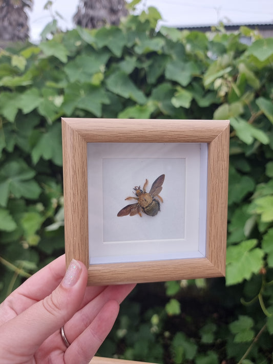 Mini Framed Bee #4