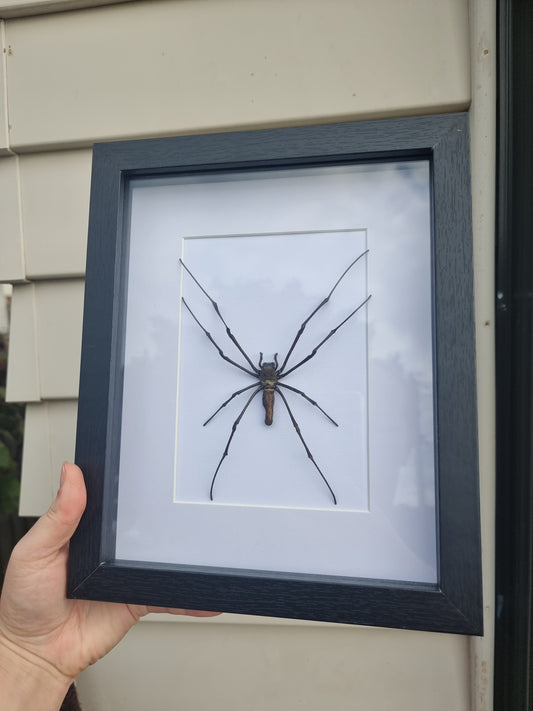 Framed Orb Web Spider #1