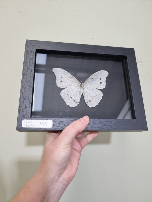 Framed White Morpho Butterfly