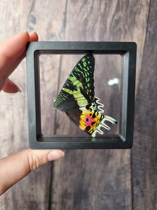 Madagascan Sunset Moth Double Wing Floating Frame