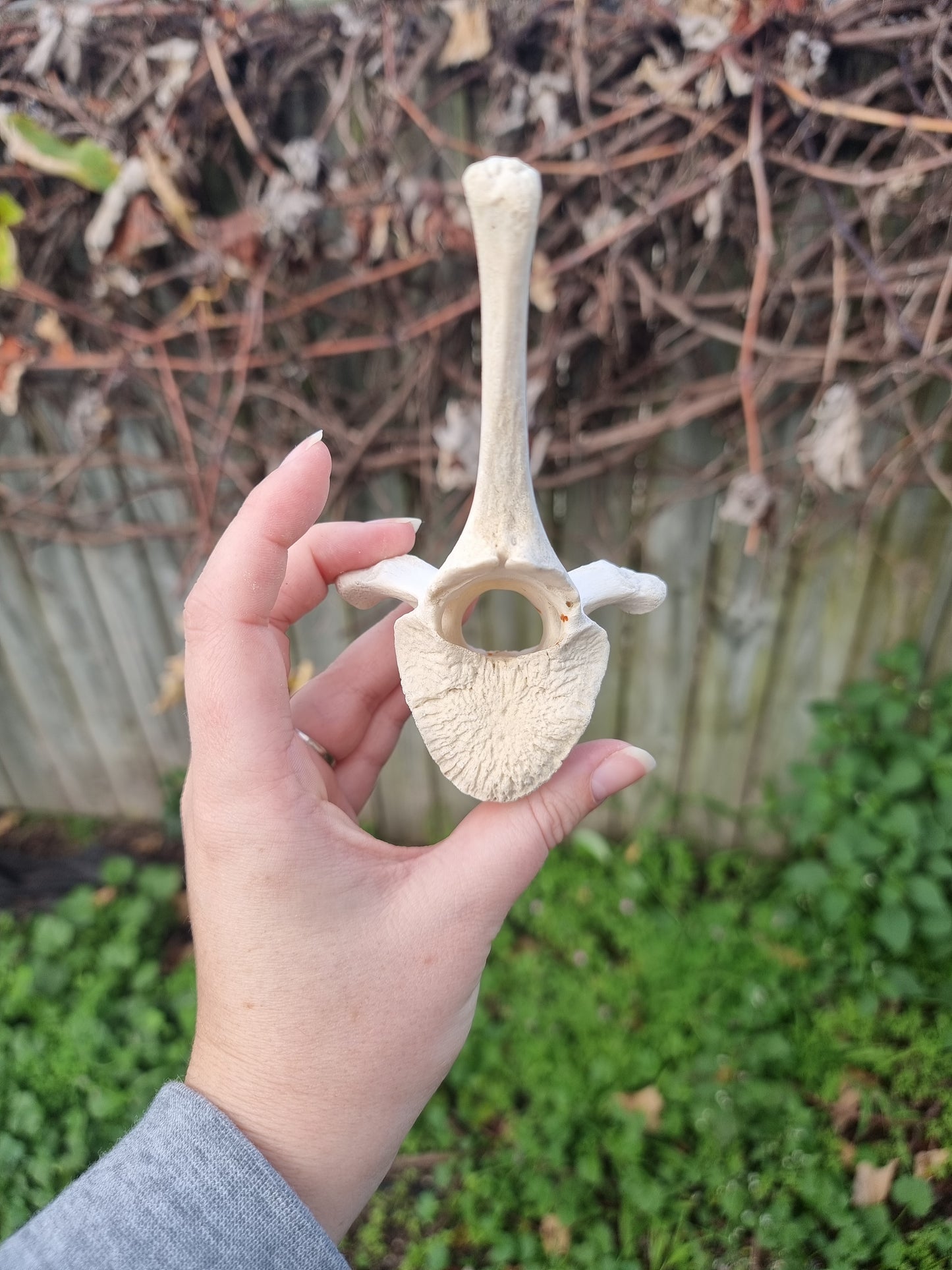 Deer Vertebrae Type 3