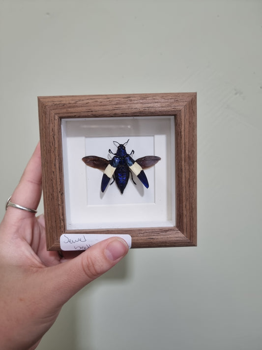 Mini framed Bannded Jewel Beetle Spread