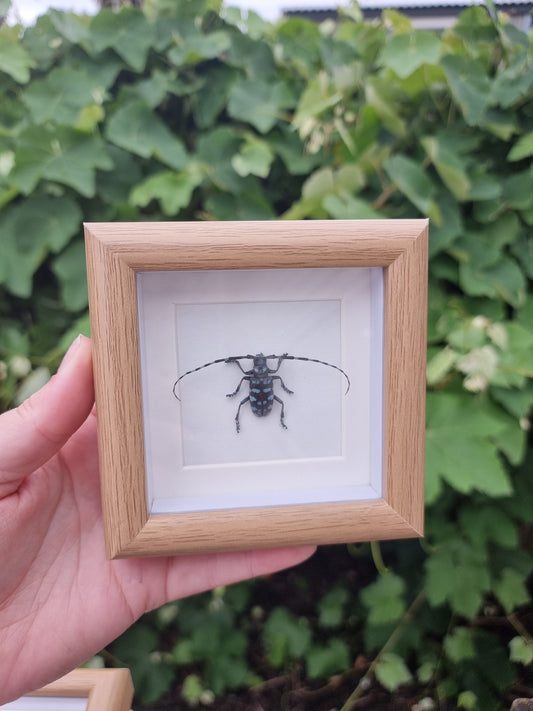 Mini Framed Beetle #2