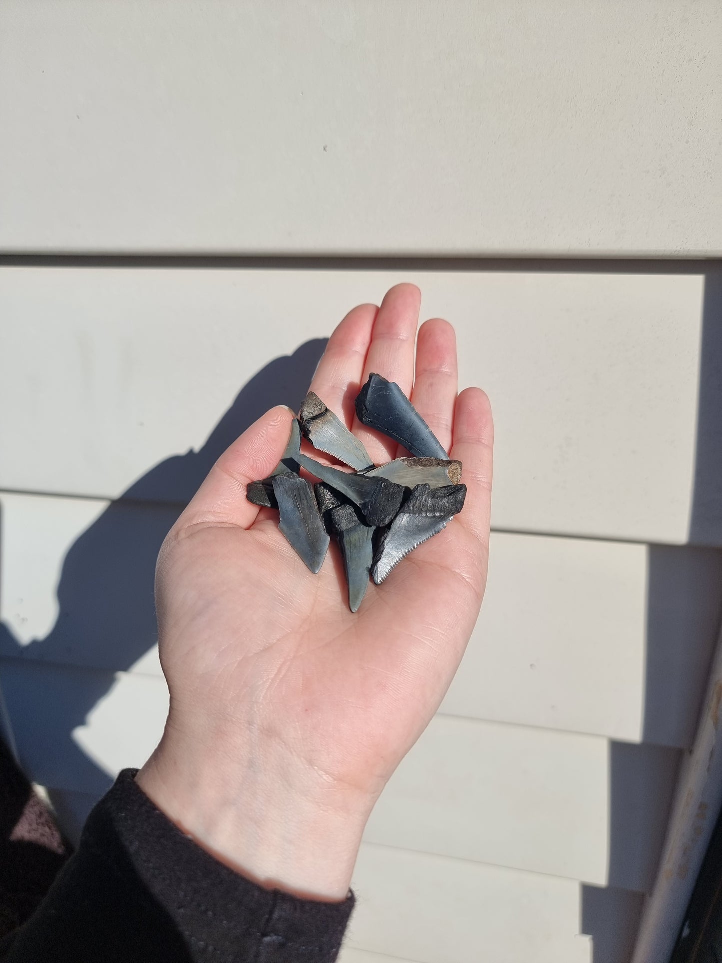Medium Megalodon Tooth Shard Jar