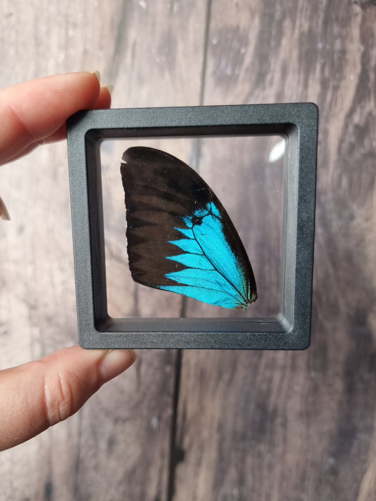 Blue Swallowtail Butterfly Wing Floating Frame #1