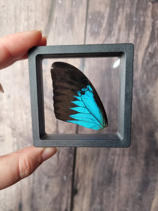 Blue Swallowtail Butterfly Wing Floating Frame #1