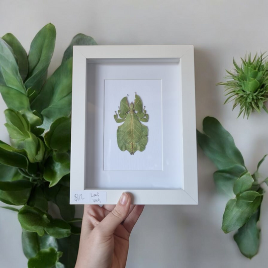 Framed Leaf Bug