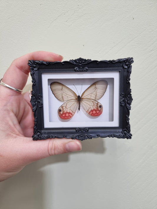Mini Magnet Framed Phantom Wing Butterfly 2