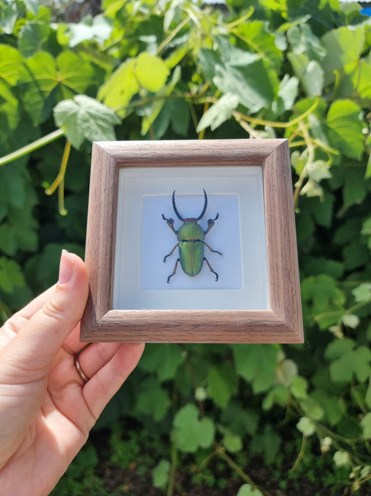 Mini Framed Sawtooth Beetle #1