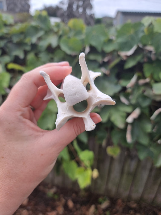 Deer Vertebrae with a smile!