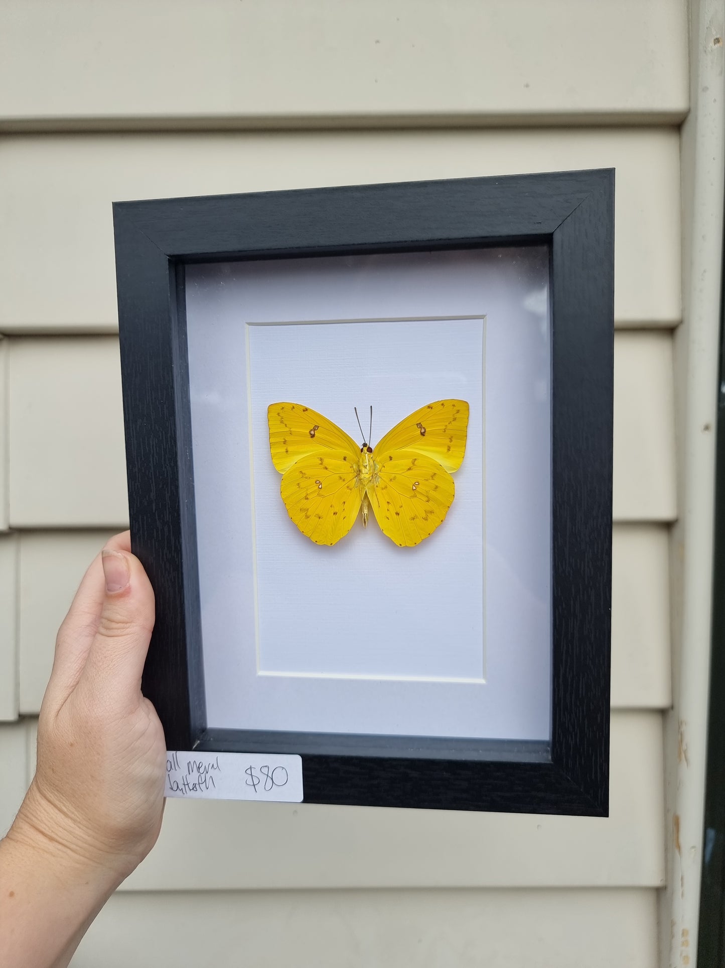 Framed Yellow Wall Meral Butterfly
