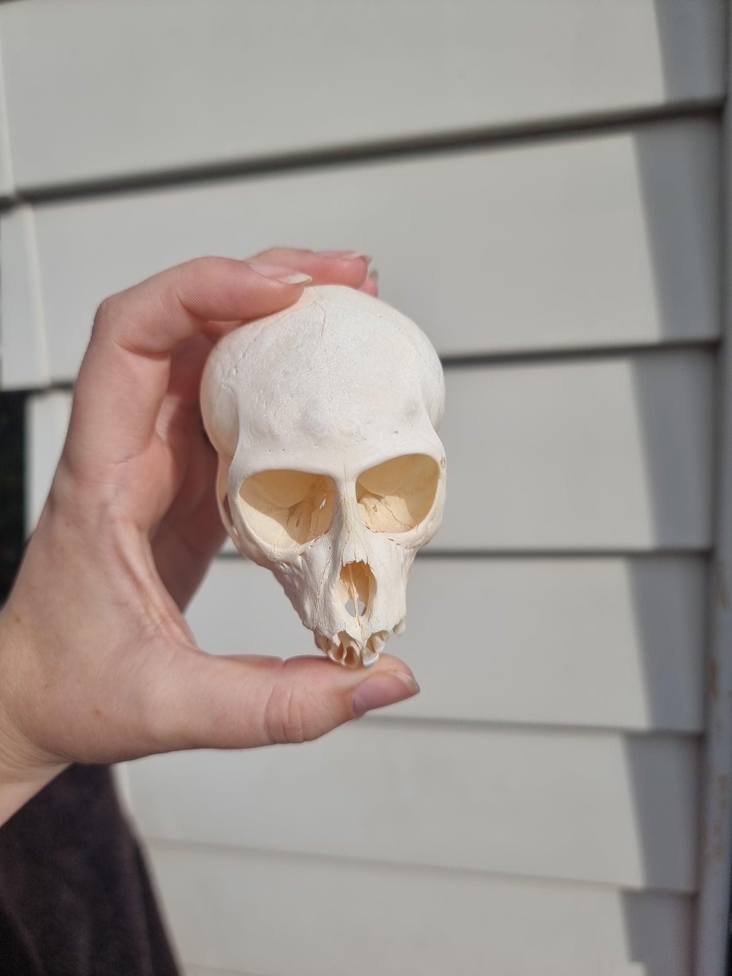 Vervet Mokey Skull (missing teeth)