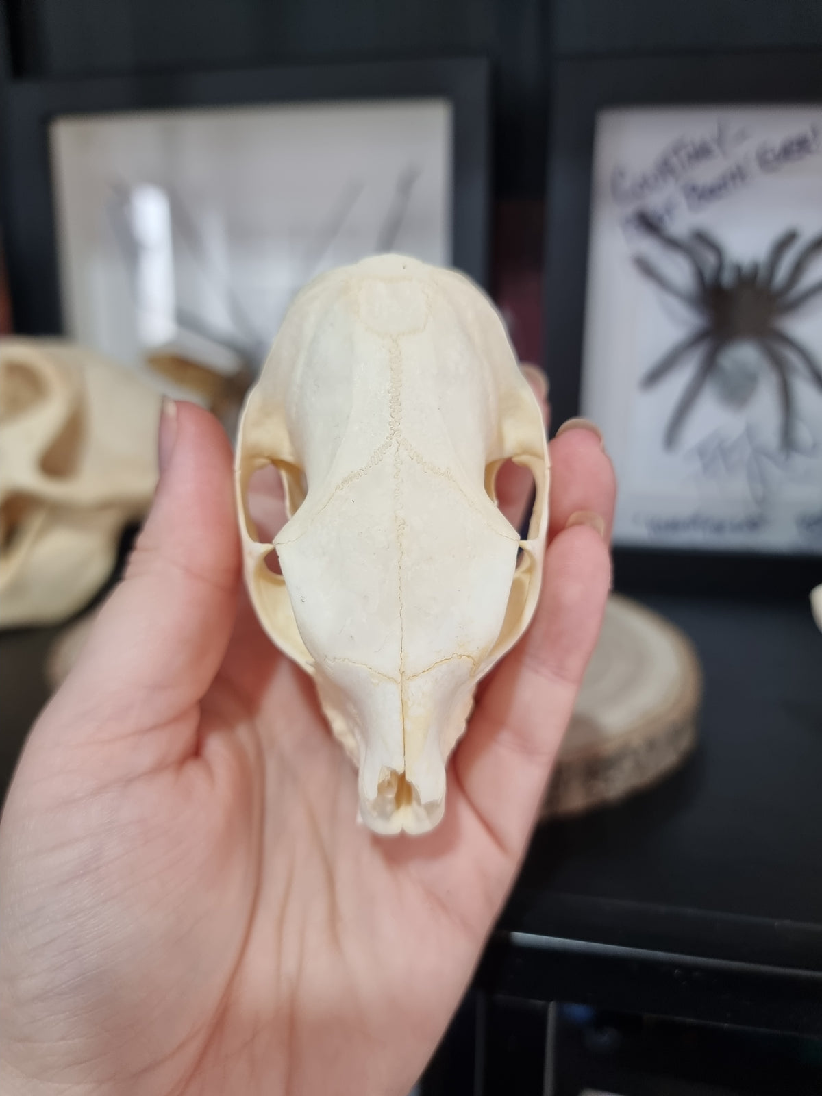 Rock Hyrax Skull #2