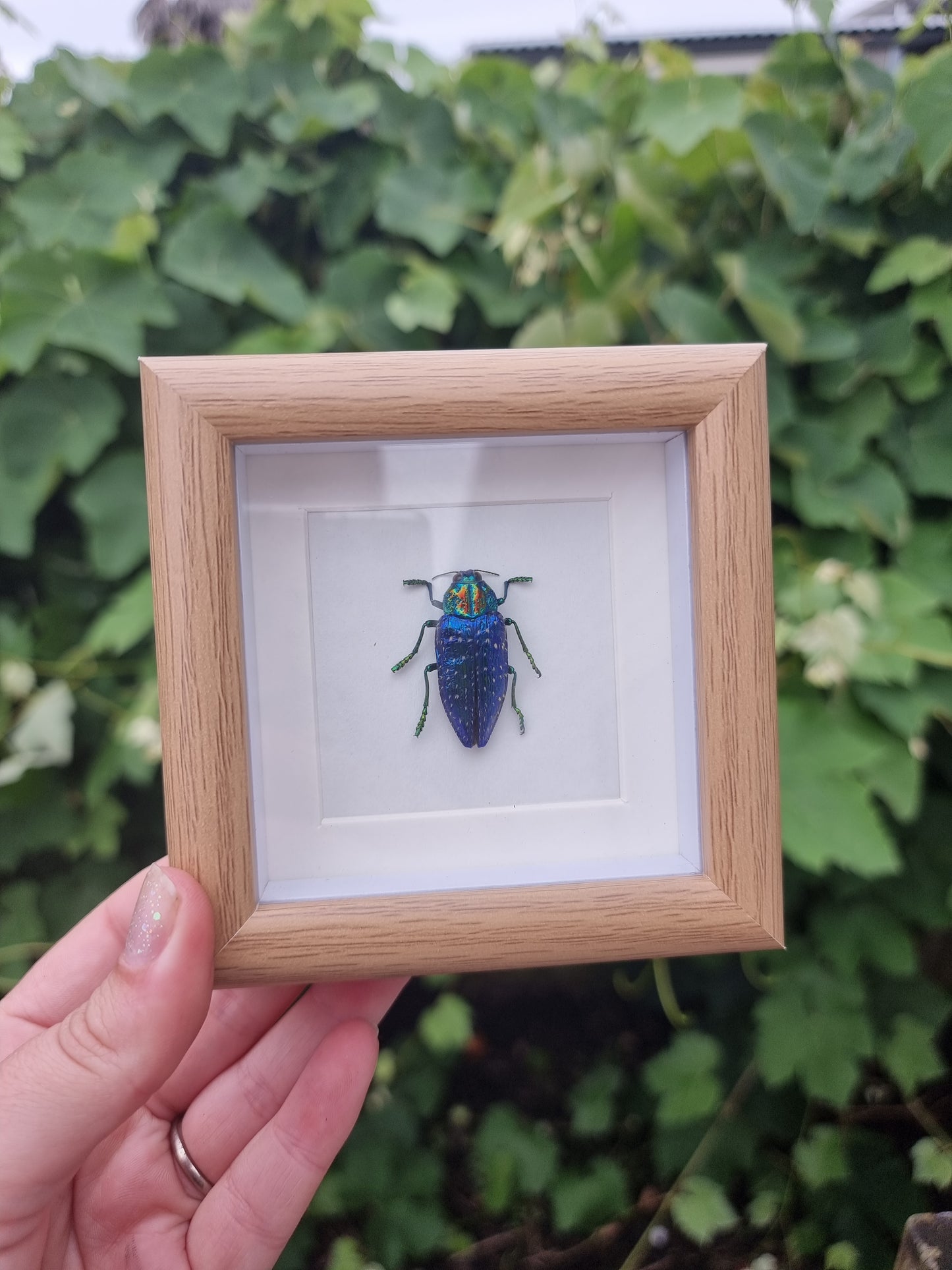 Mini Framed Beetle #1