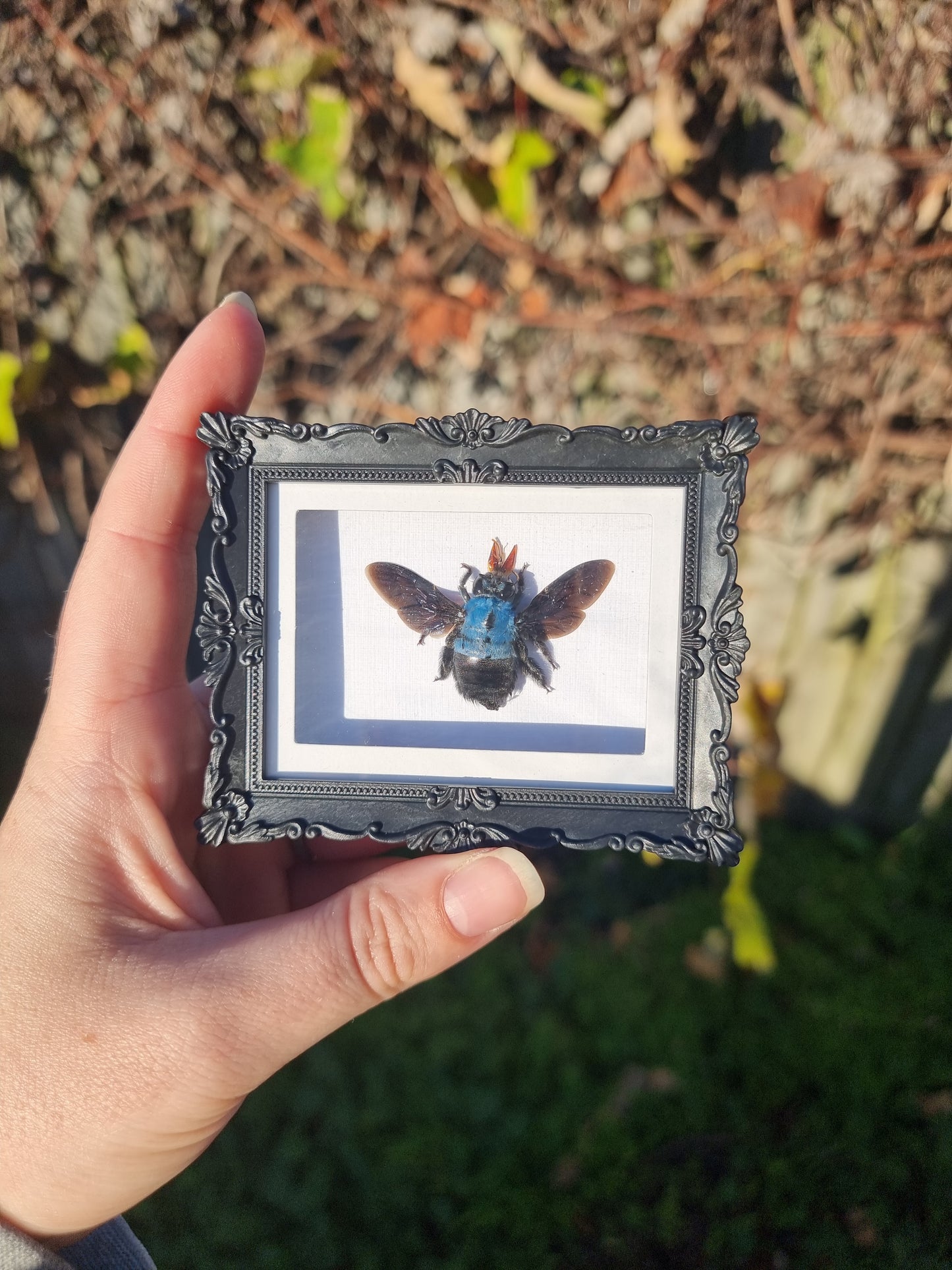 Mini Magnet Framed Blue Carpenter Bee #1