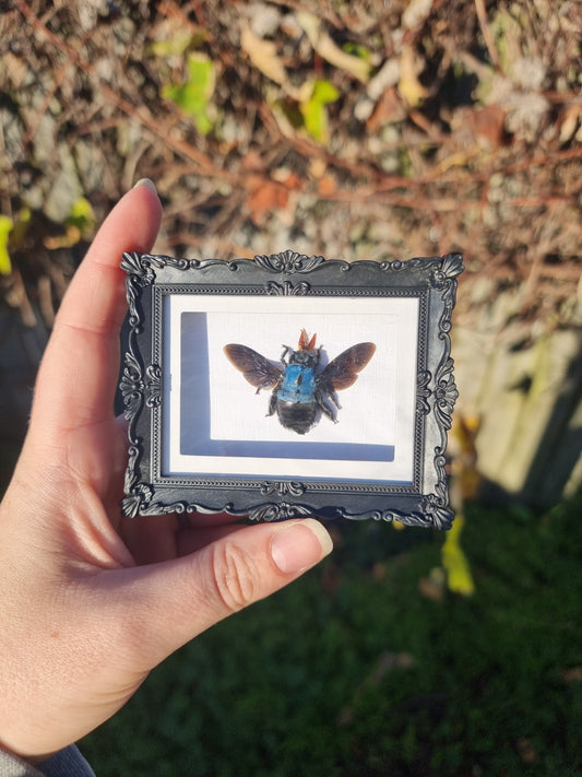 Mini Magnet Framed Blue Carpenter Bee #1