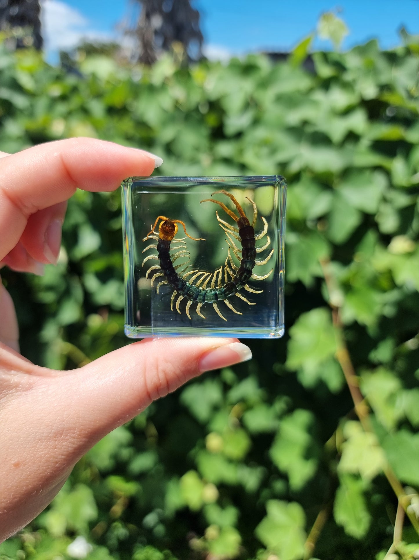 Small Centipede In Resin