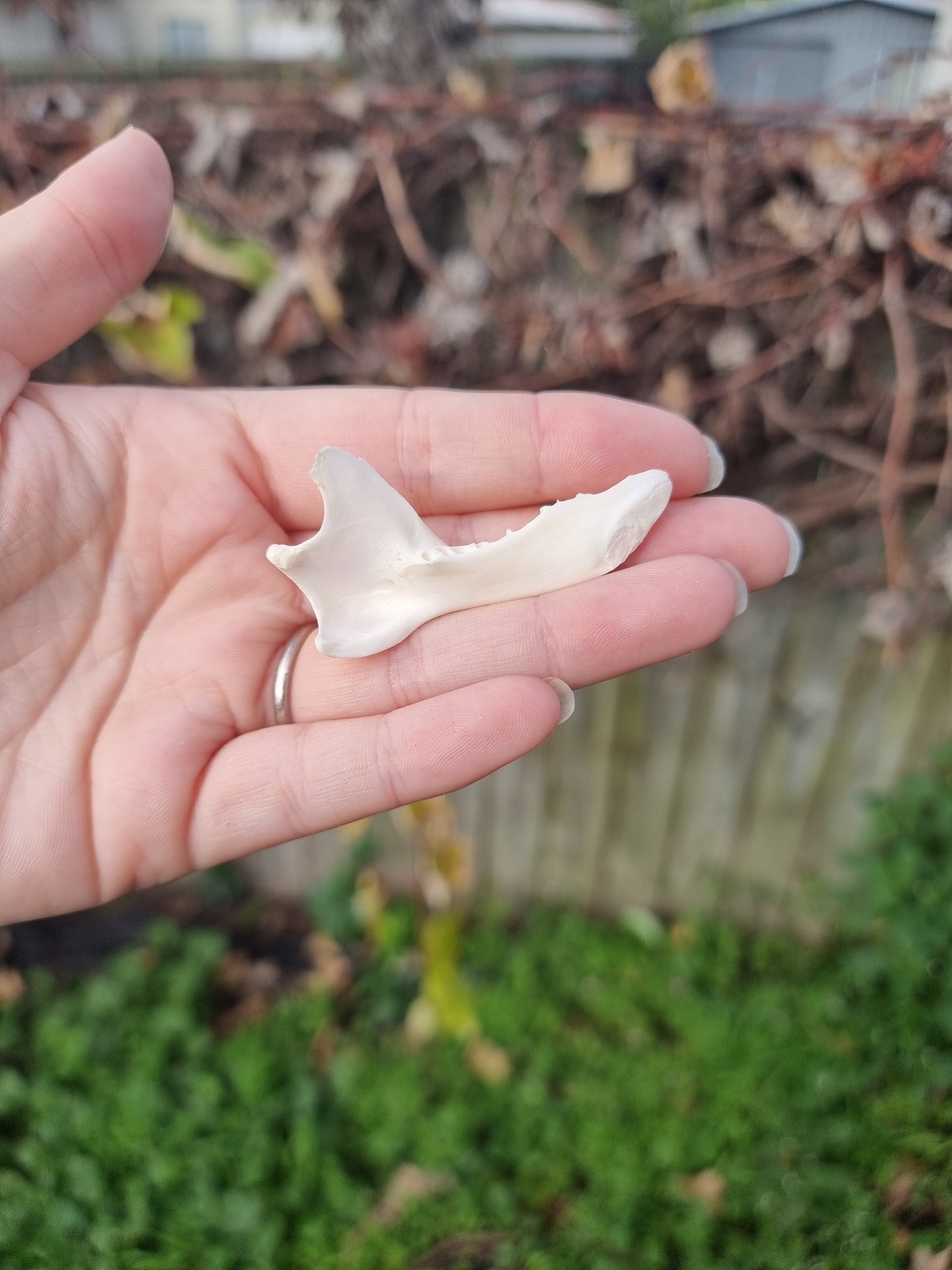 Possum Jaw with No Teeth