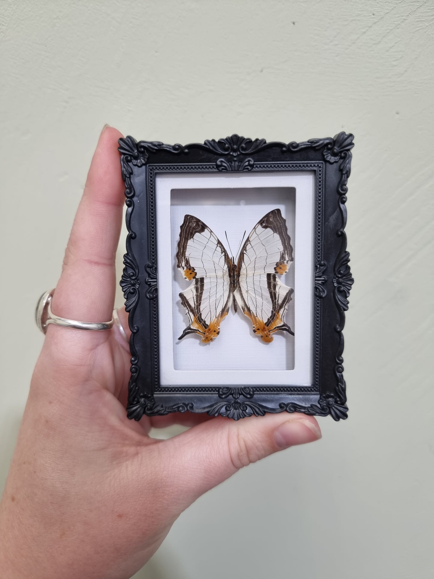 Mini Magnet Framed Map Wing Butterfly