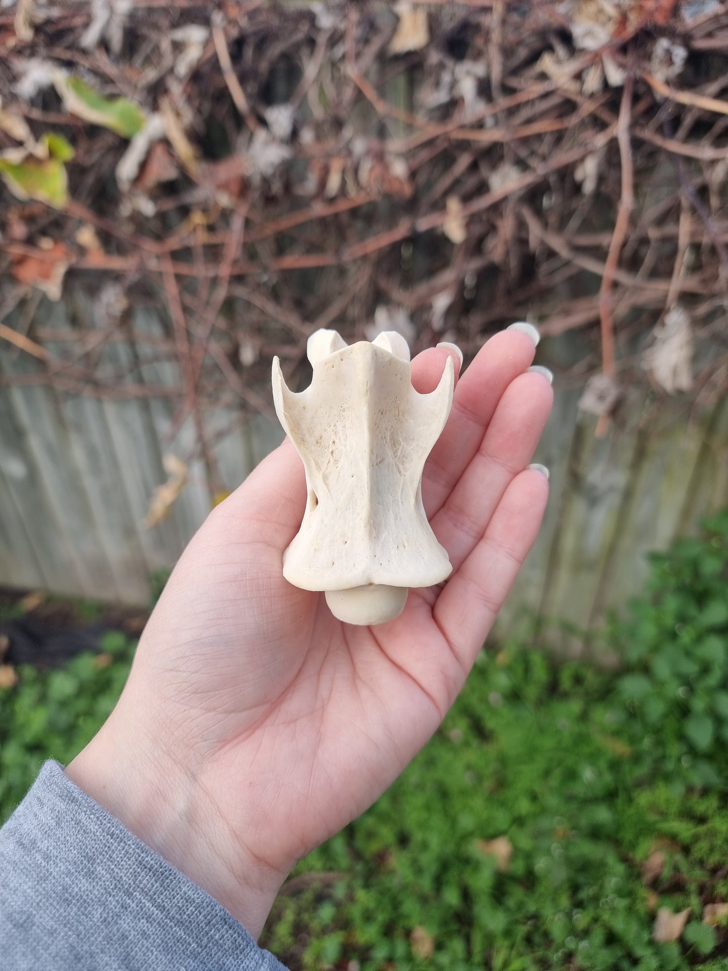 Deer Vertebrae Type 2