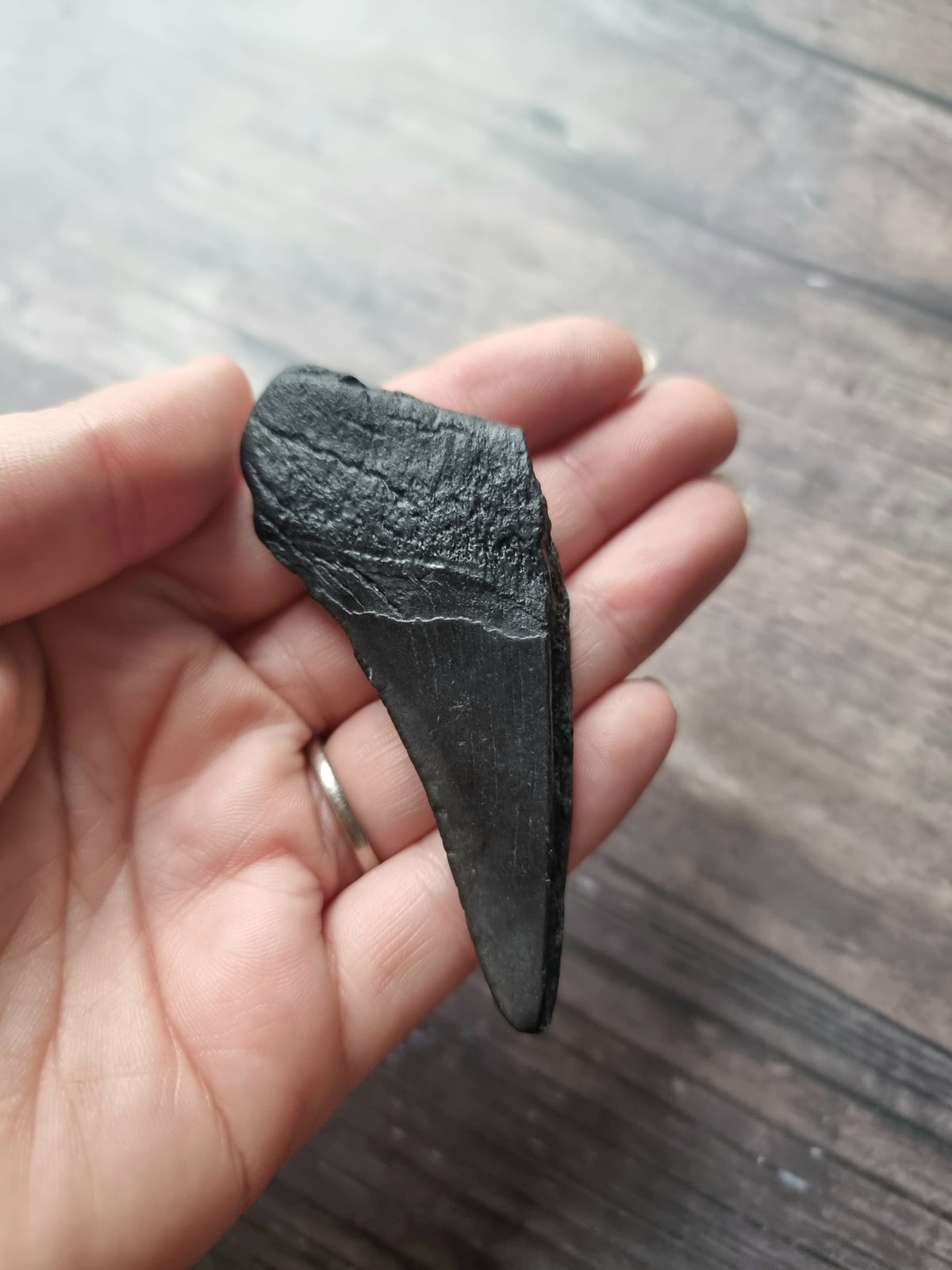 Large Megalodon Tooth Shard #4