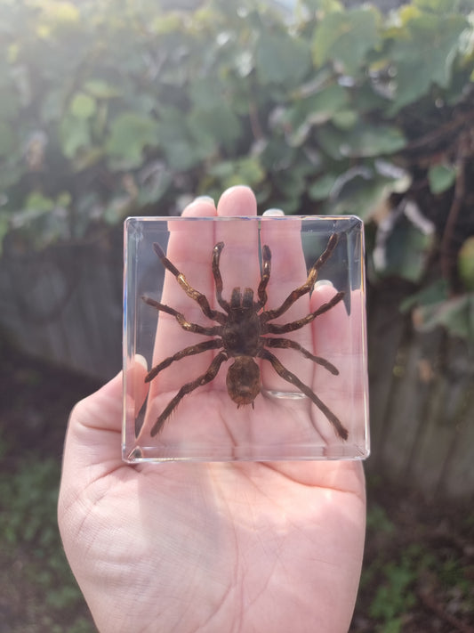 Tarantula In Resin