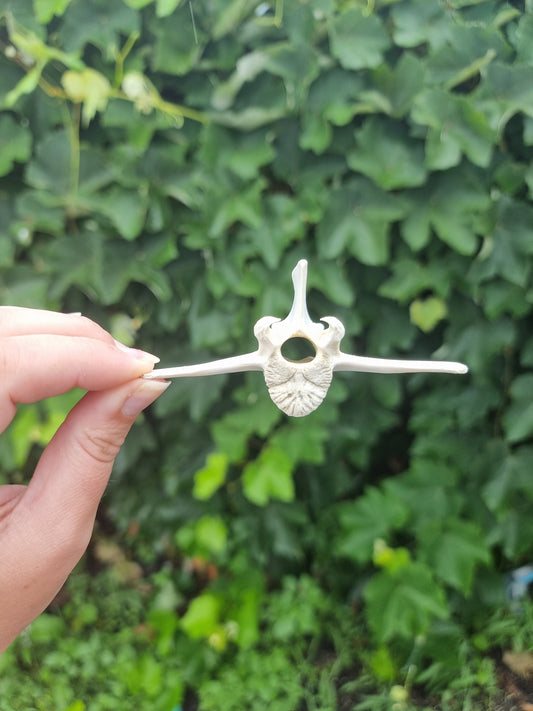 Goat Vertebrae #1