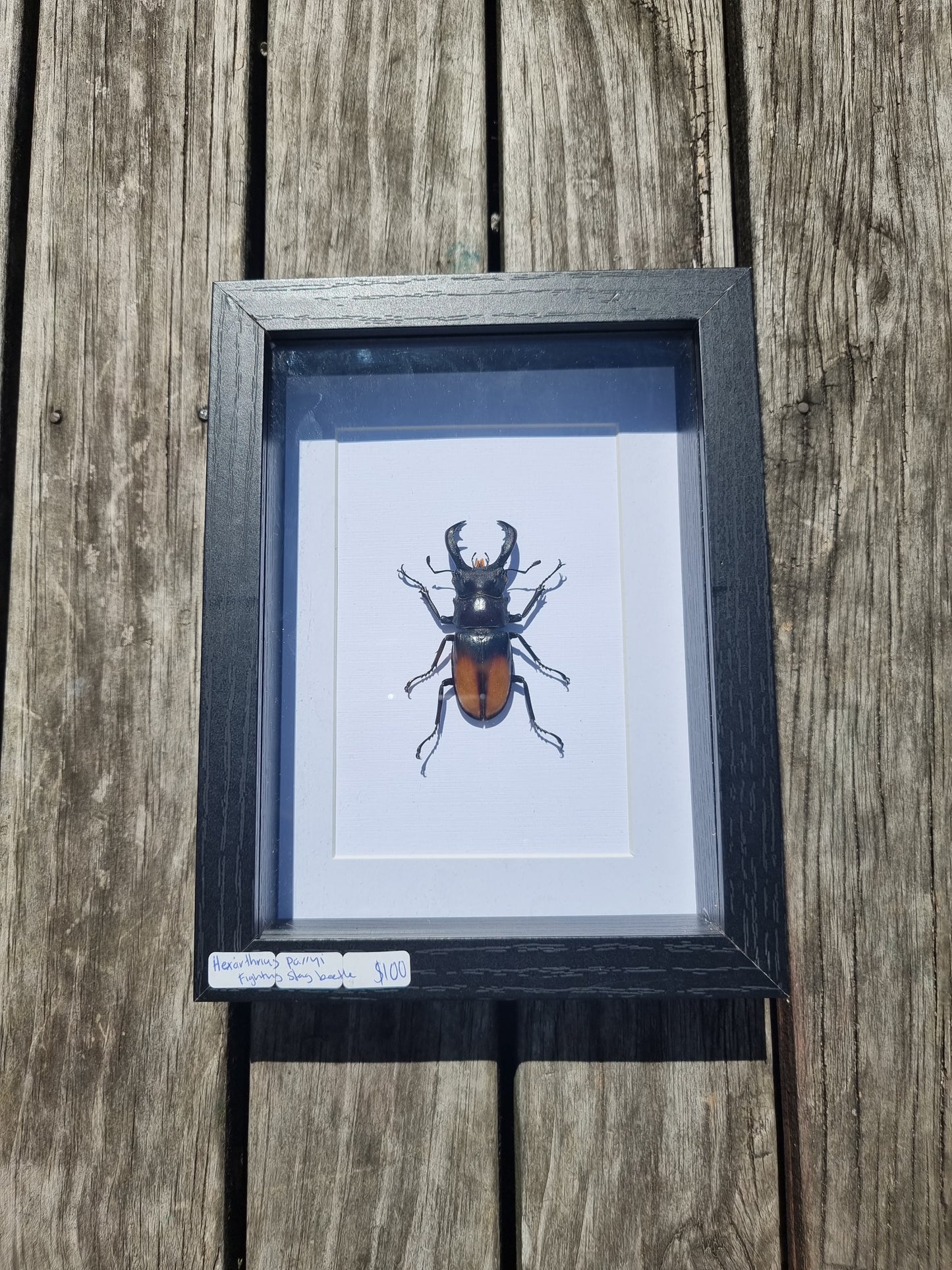 Framed Hexoirthruis Parryi Stag Beetle #1