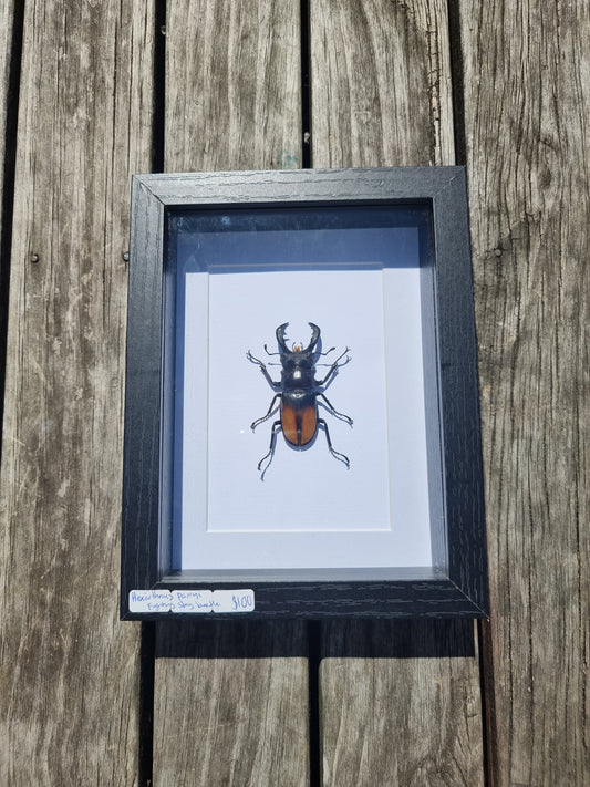 Framed Hexoirthruis Parryi Stag Beetle #1