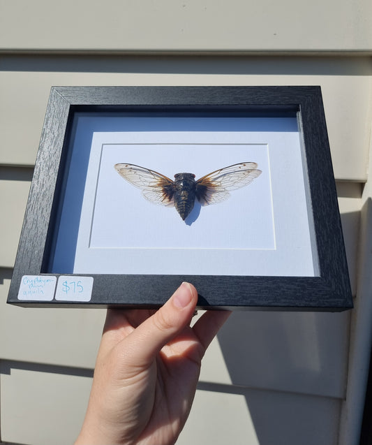 Framed Cicada