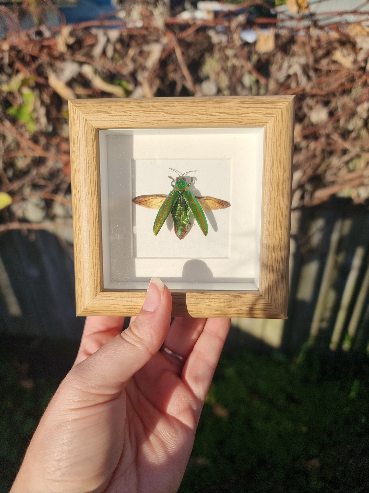 Mini Framed Jewel Beetle (Spread)