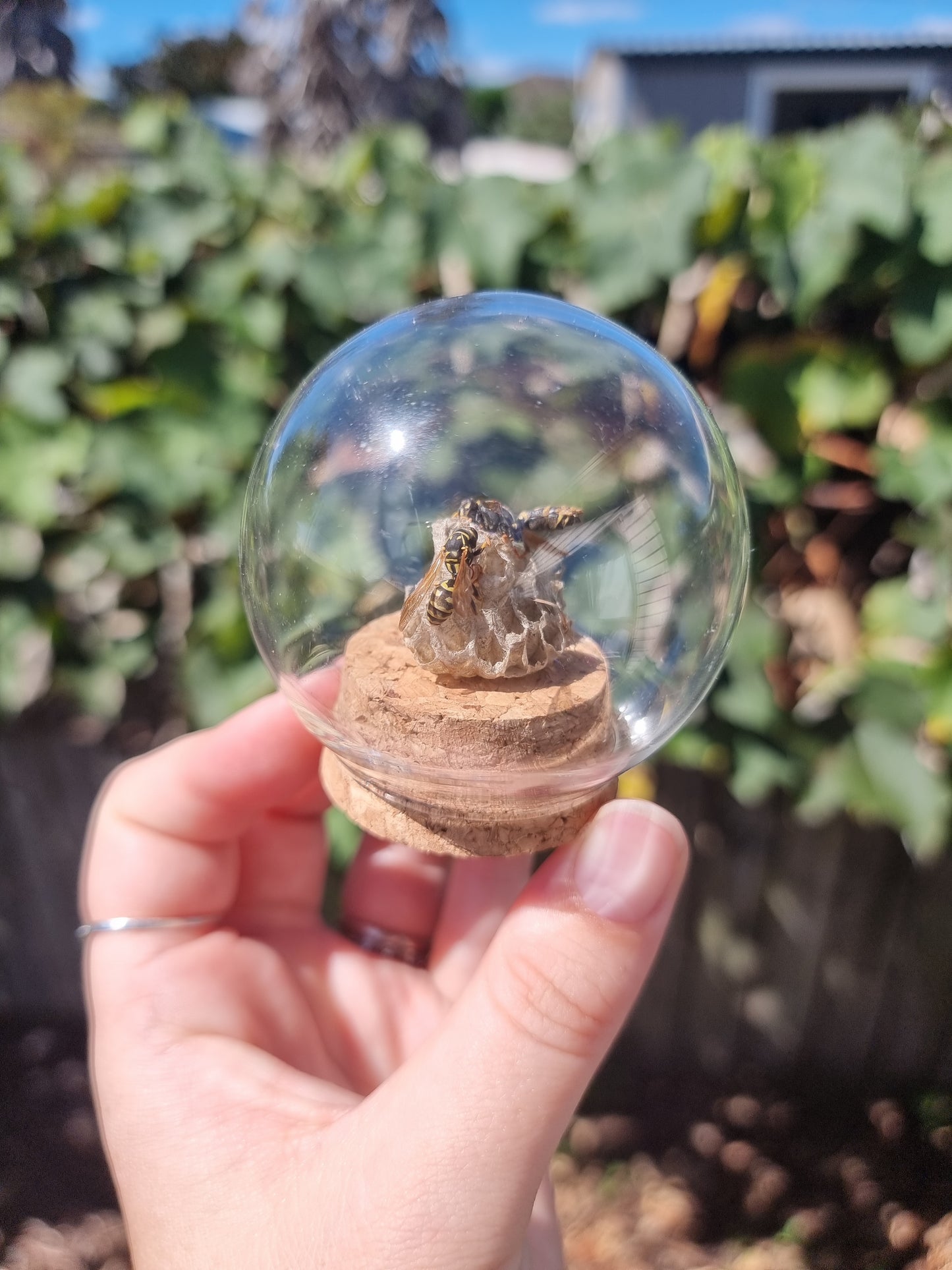 Wasps with Nest Dome