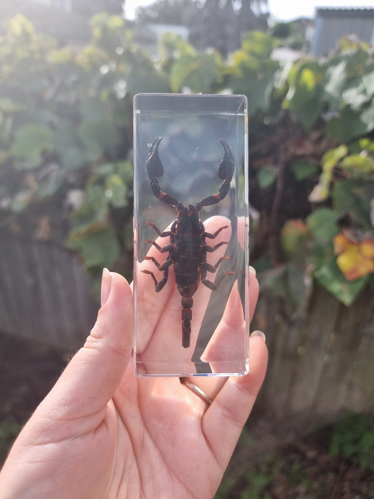 Scorpion In Resin