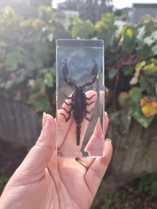 Scorpion In Resin