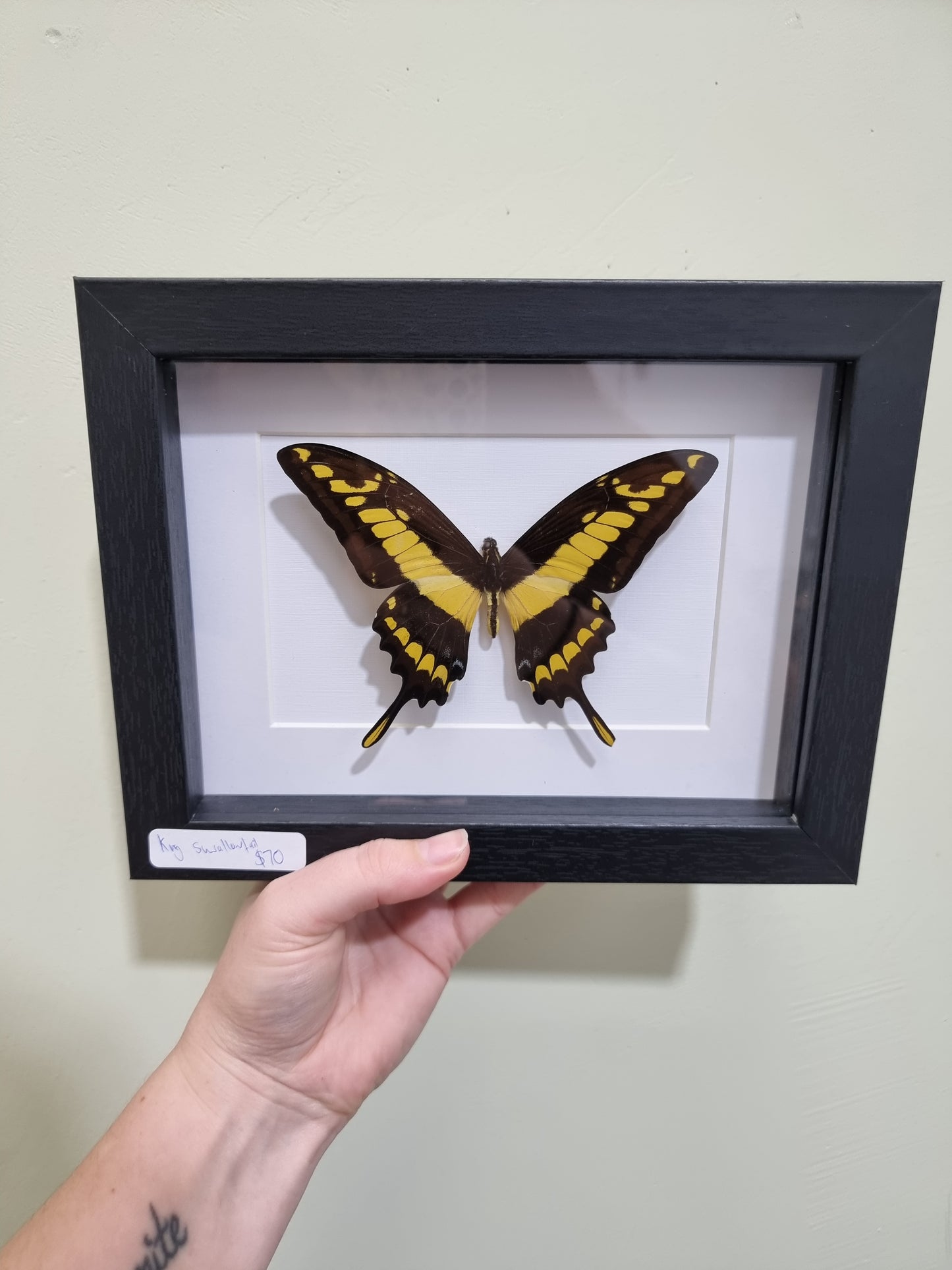 Framed King Swallowtail Butterfly No Antenna