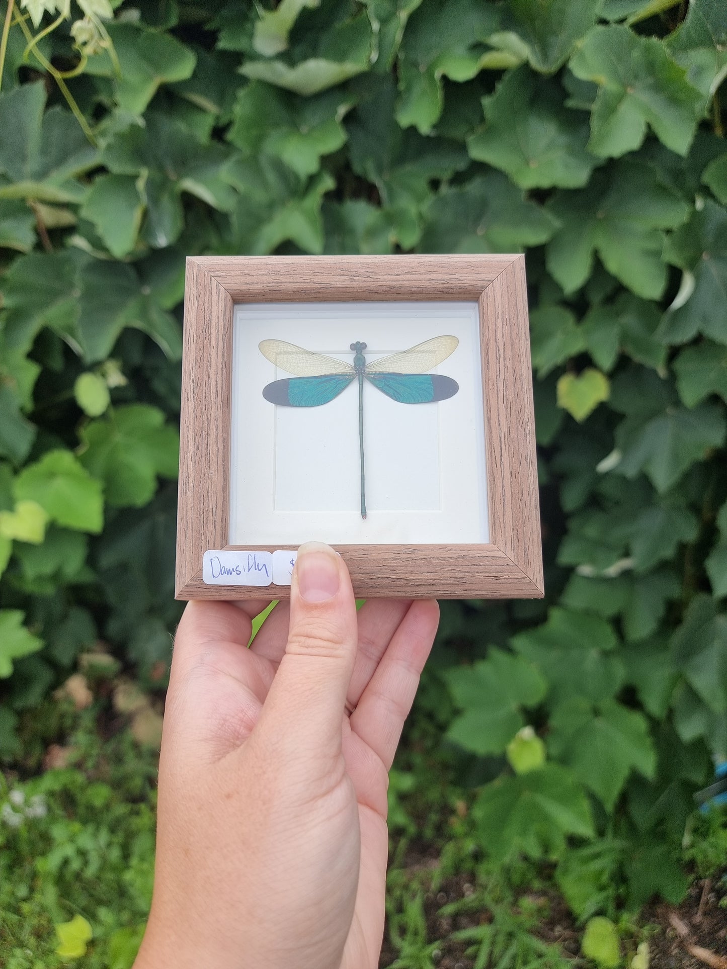 Mini framed Damselfly #88