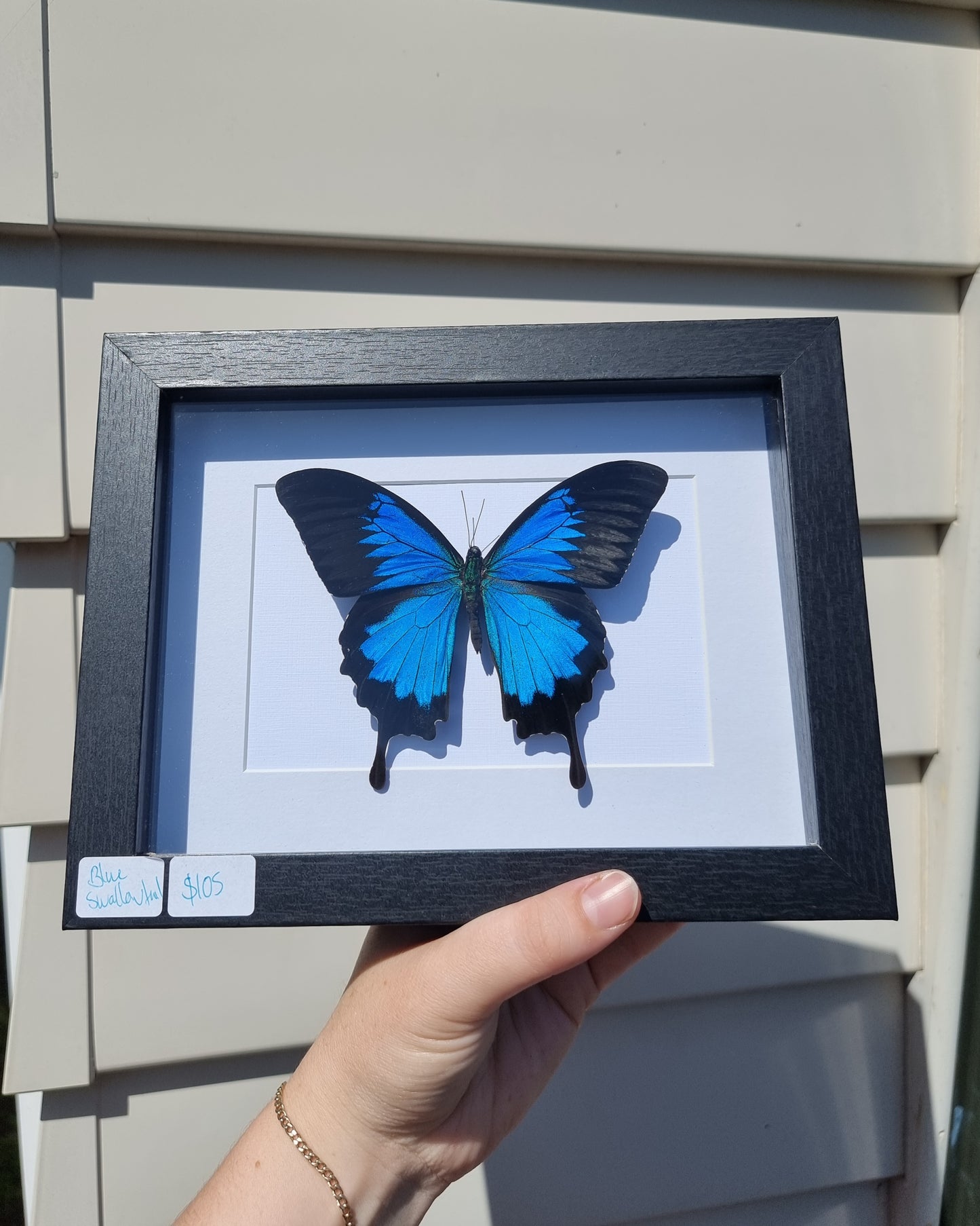 Framed Blue Swallowtail #2