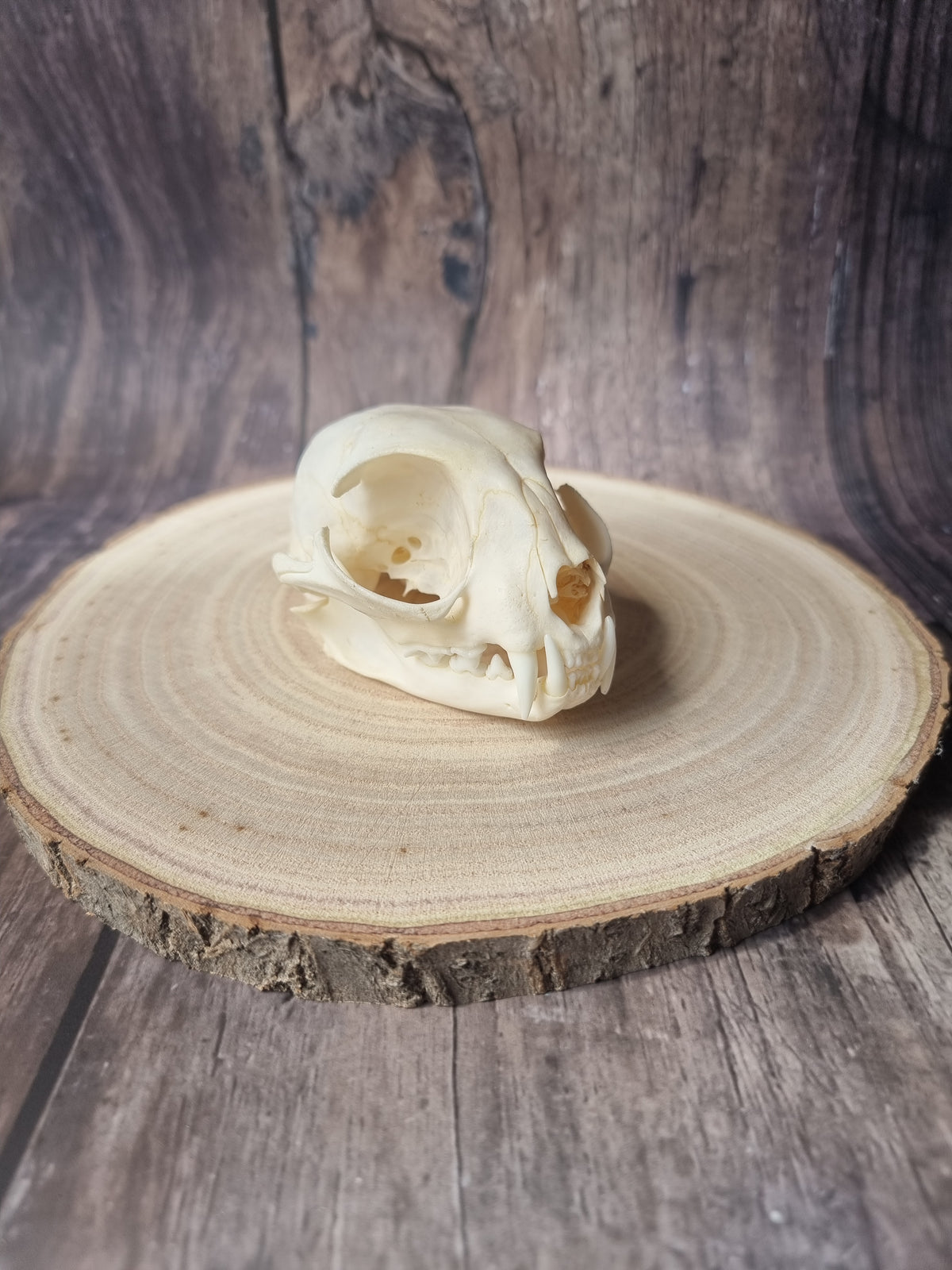 African Wildcat Skull #2