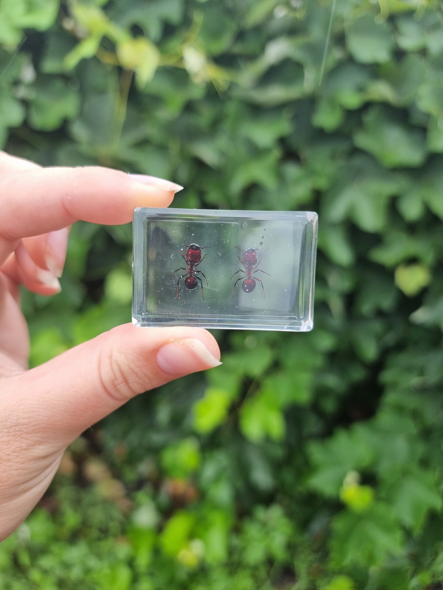 Ant Piar in Resin