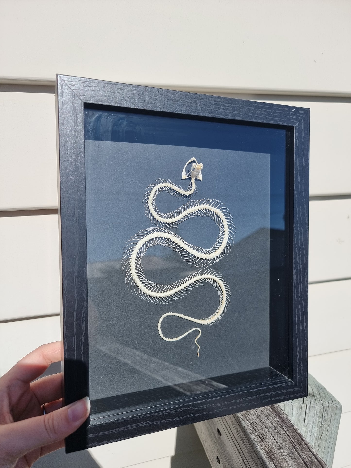 Framed White-Lipped Pit Viper Snake Skeleton #2