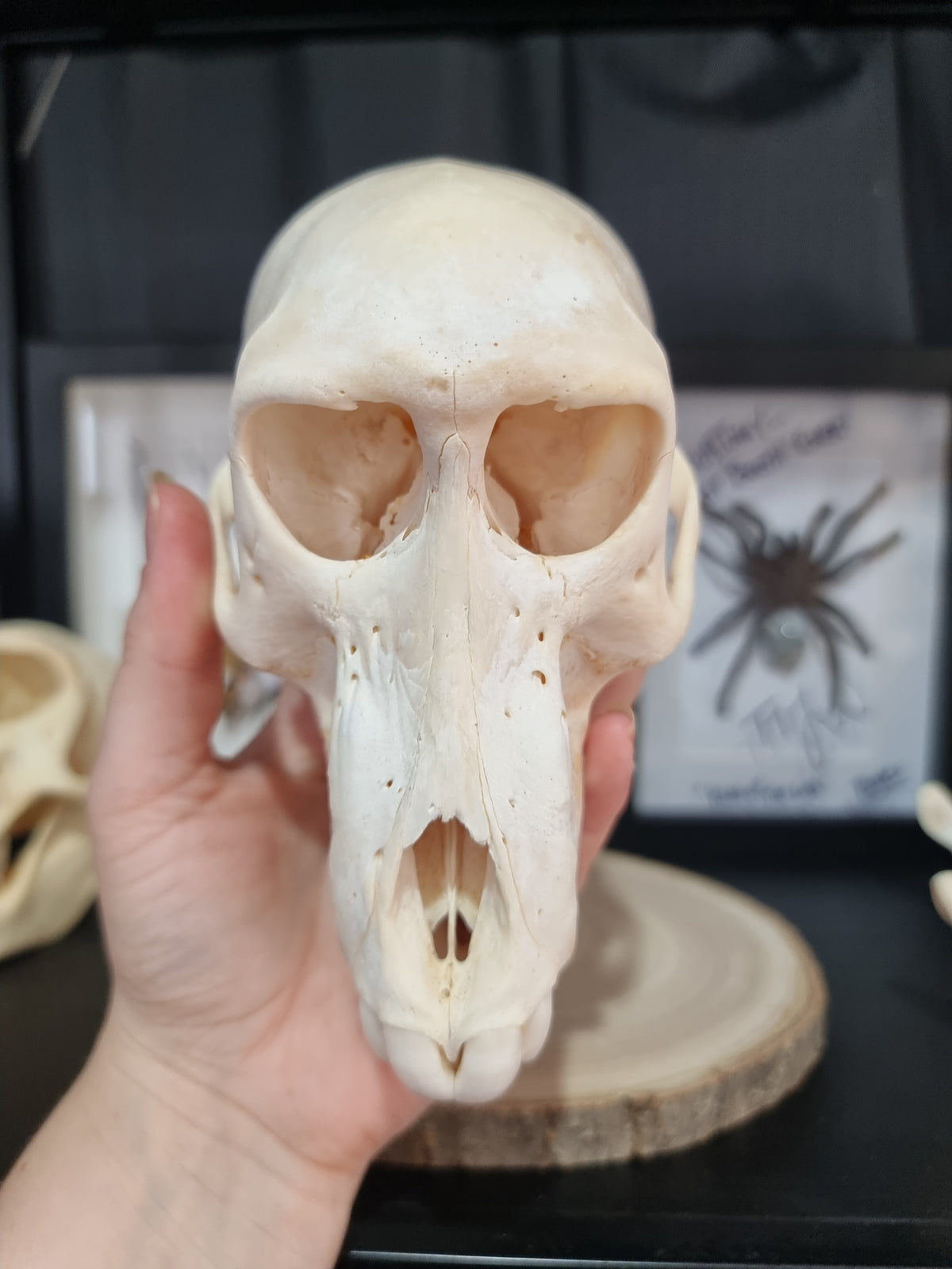 Chacma Baboon Skull