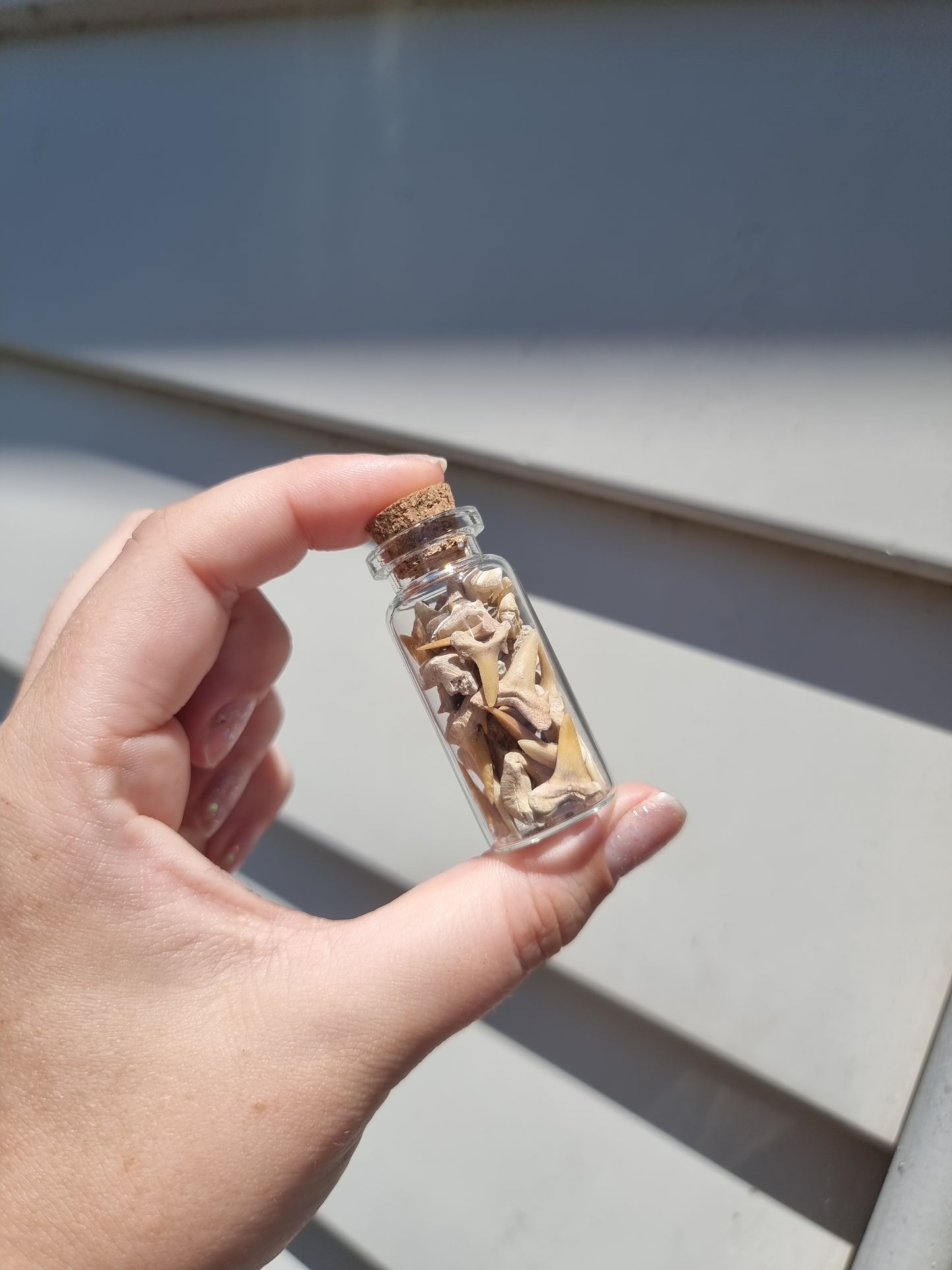 Medium Shark Teeth Jar