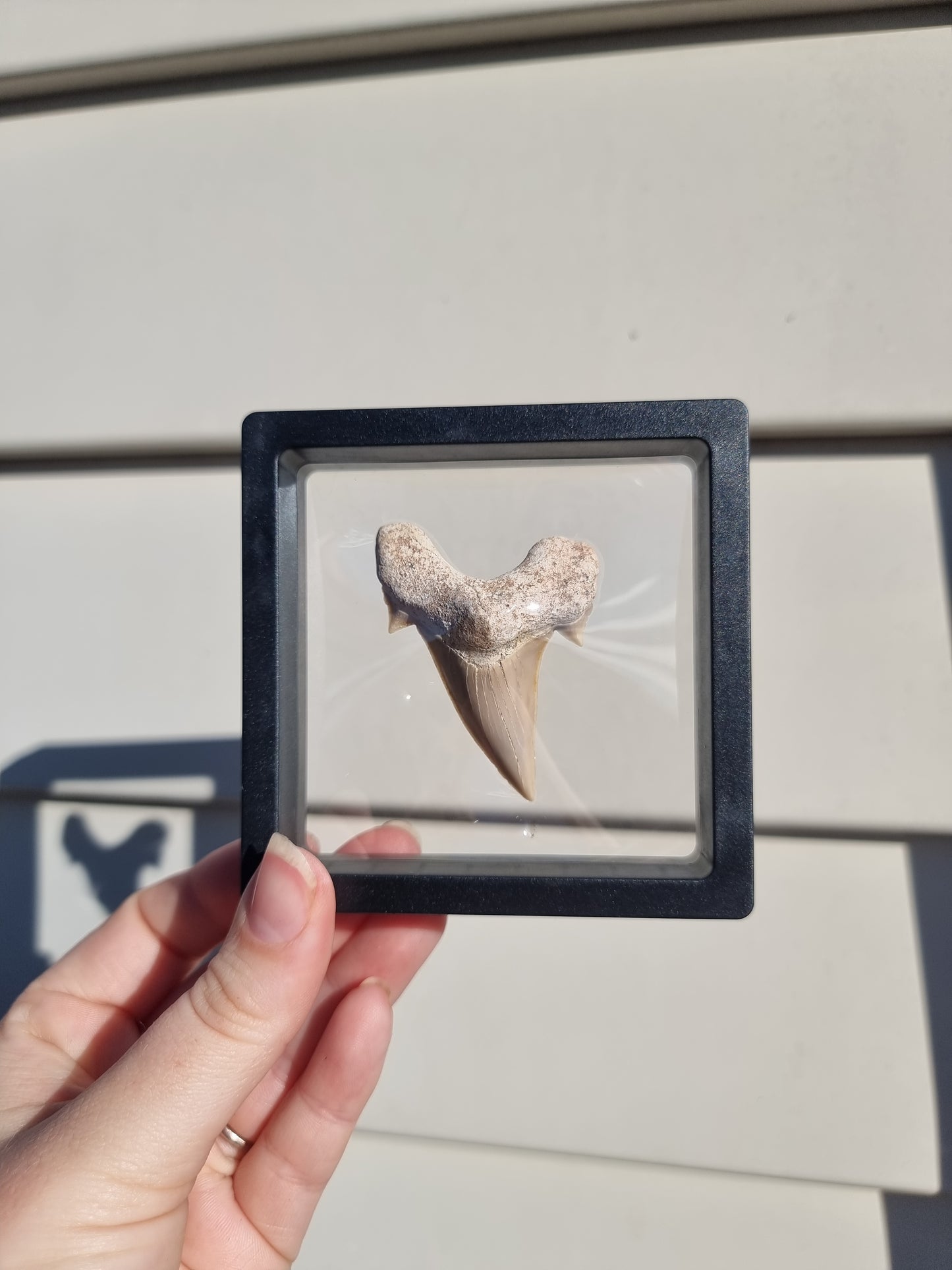 Otodus Fossilized Shark Tooth #3