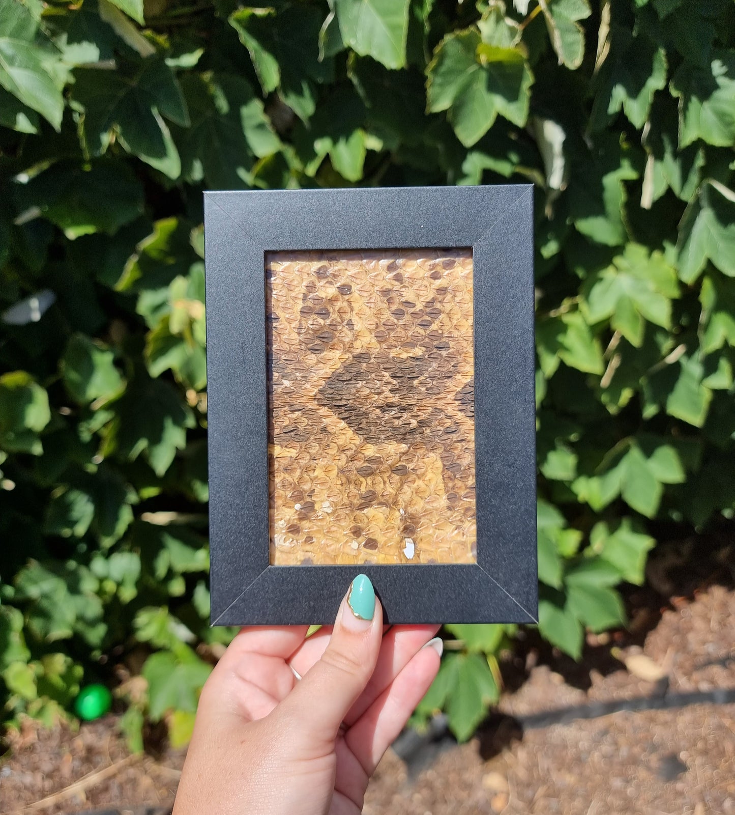 Vintage Snake Skin In Frame B2