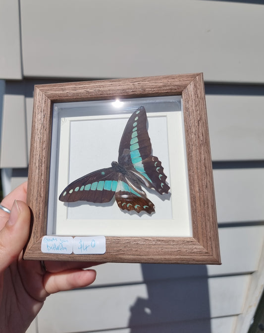 Mini Framed Common Blue Bottle Butterfly