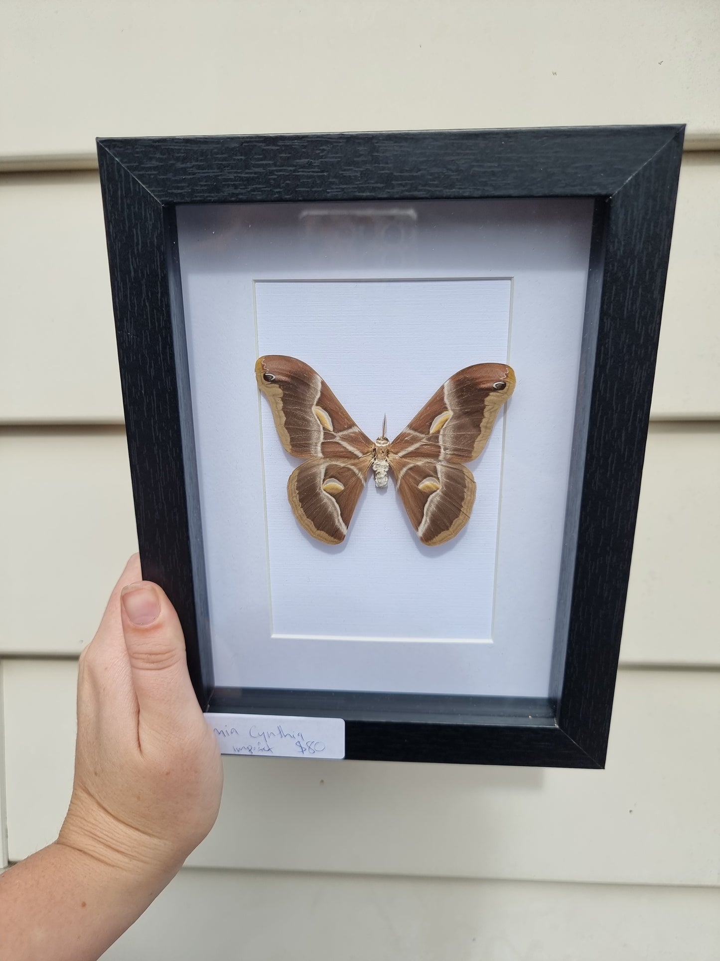 Framed Samia Cynthia Moth (Imperfect)