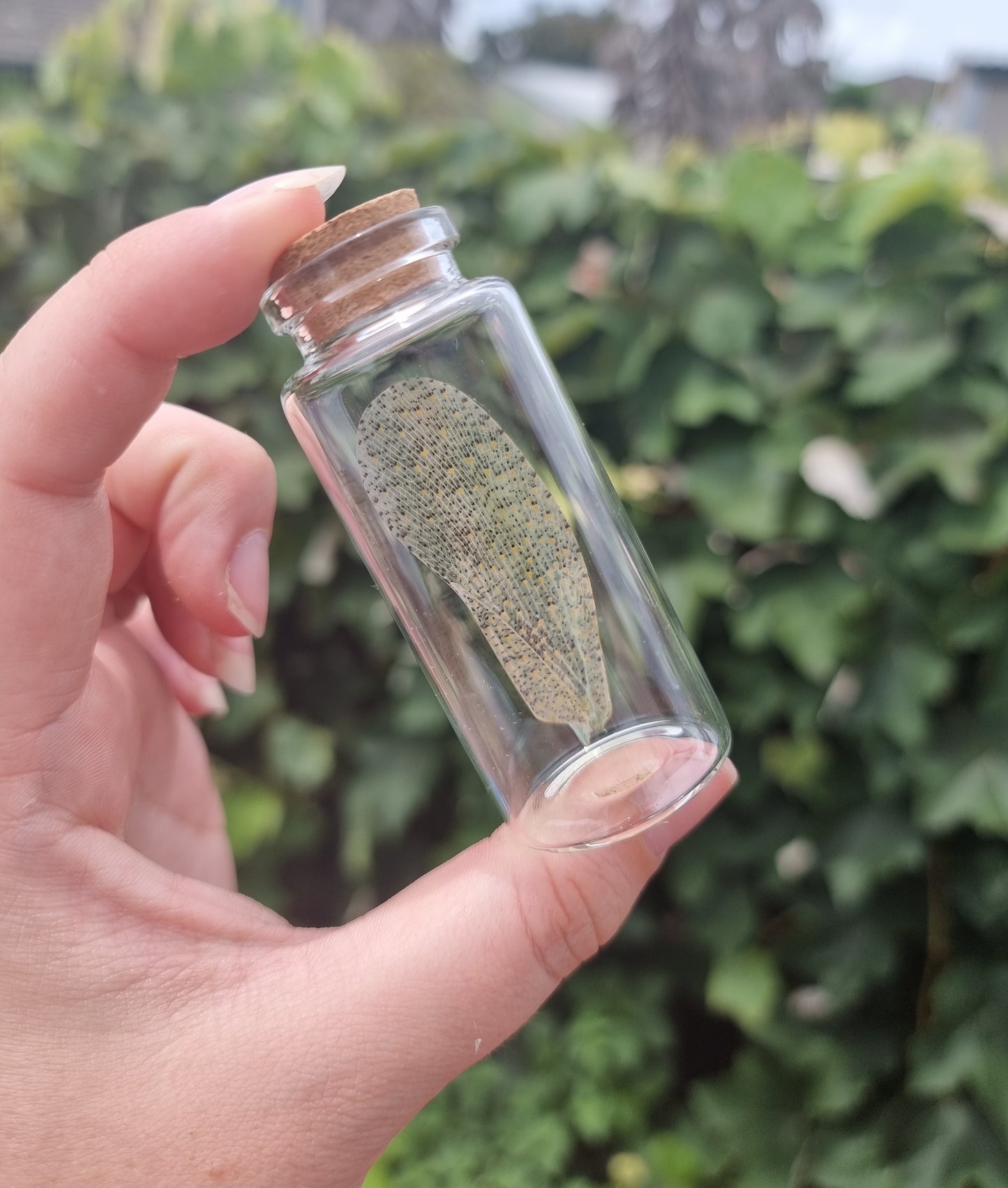 Lanternfly Wing Jar Large