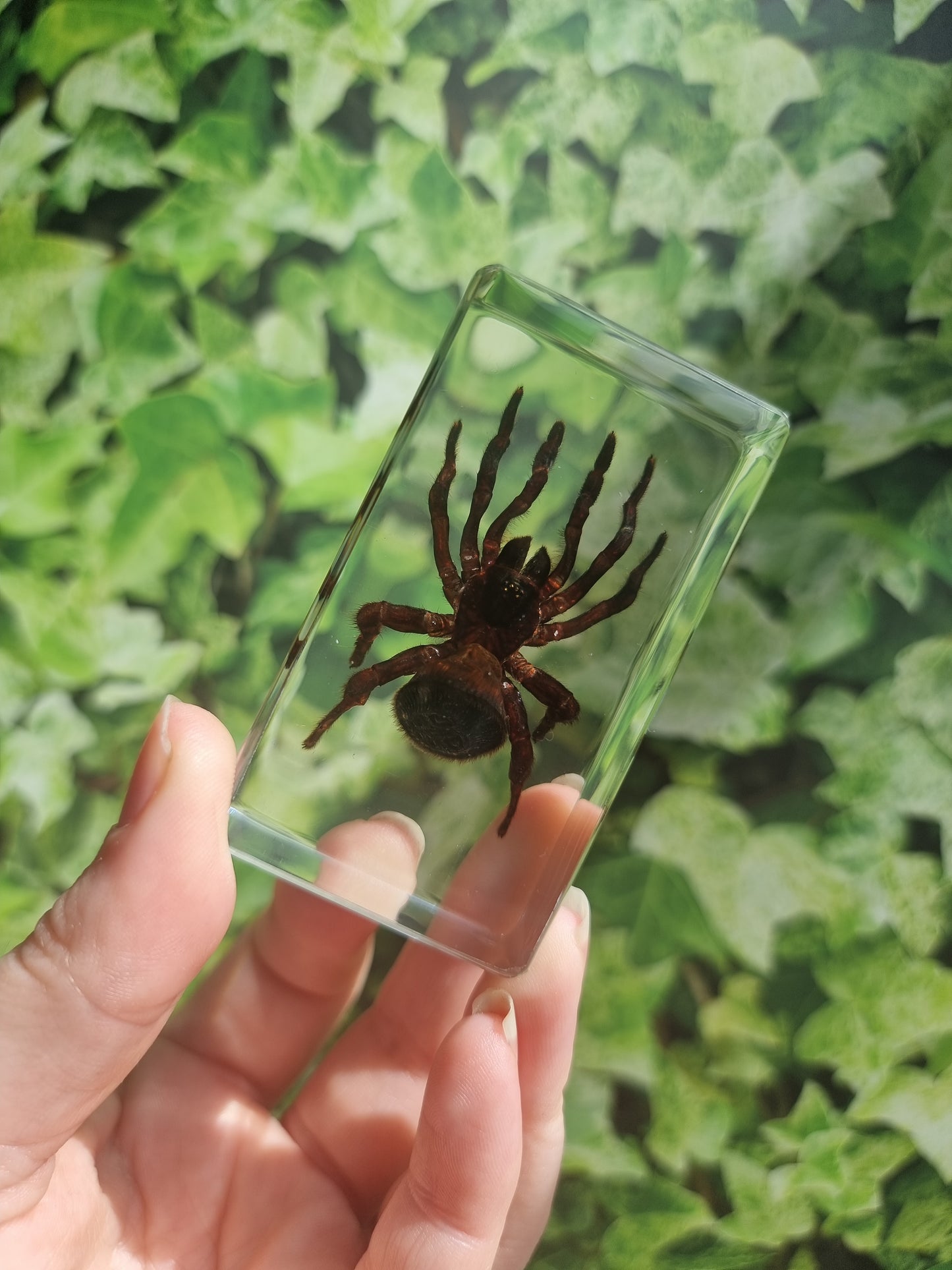 Hourglass Spider In Resin
