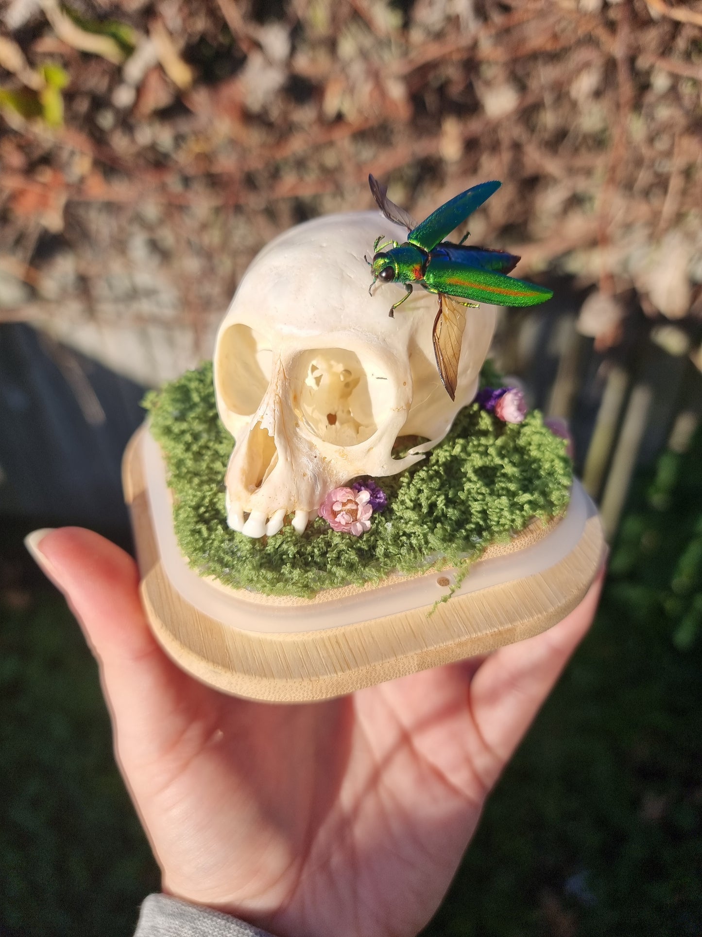 Vervet Money Skull With Jewel Beetle Dome